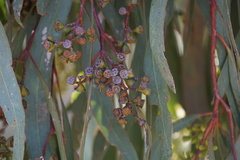Eucalyptus largiflorens