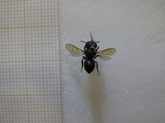 Megachile apicalis