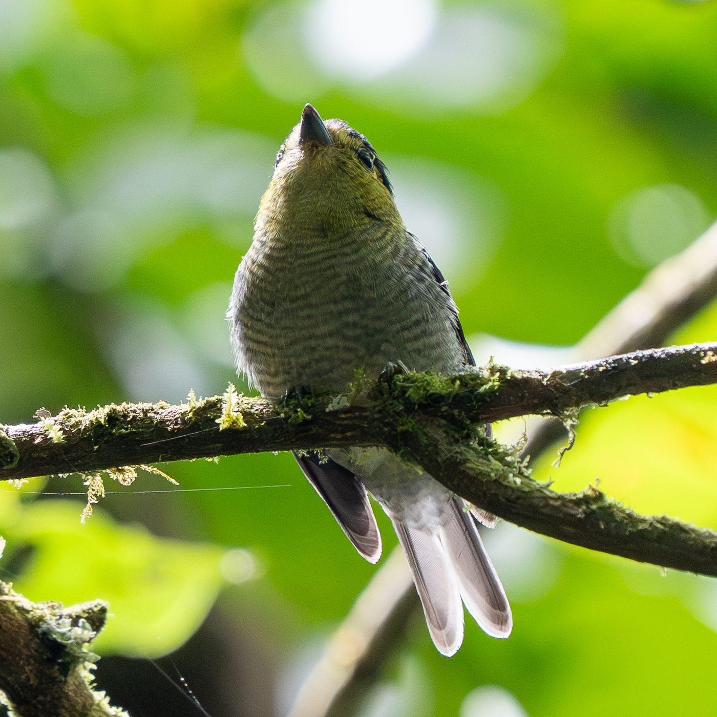 Barred Becard (Pachyramphus versicolor), photo 5