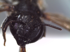 Megachile apicalis