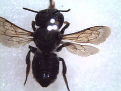 Megachile apicalis