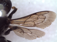 Megachile apicalis