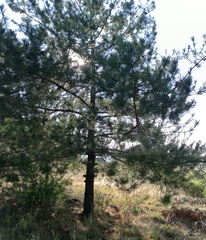 Pinus greggii