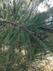 Pinus greggii