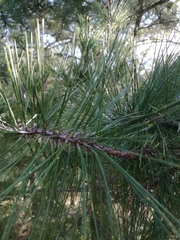Pinus greggii