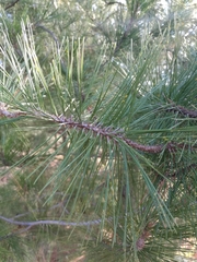 Pinus greggii