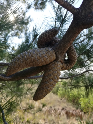 Gregg's pine