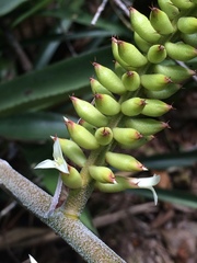 Wittmackia patentissima
