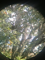 Empidonax fulvifrons