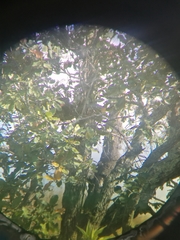 Empidonax fulvifrons