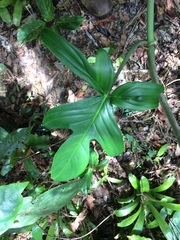 Philodendron pedatum