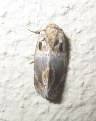 Protarache melaphora