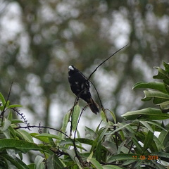 Sporophila crassirostris
