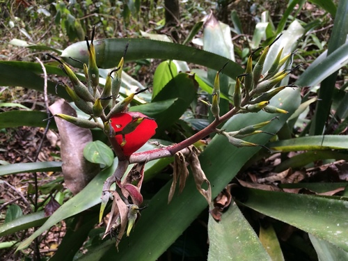 Aechmea costantinii, photograph 5