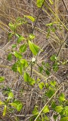 Tabernaemontana coffeoides