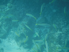 Mulloidichthys dentatus