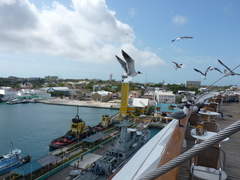 Leucophaeus atricilla