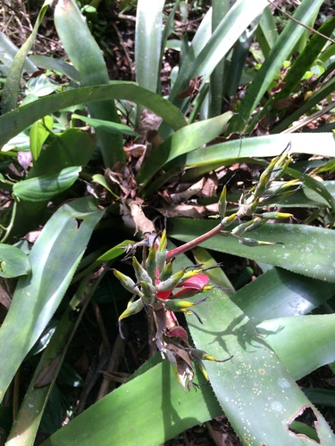 Aechmea costantinii, photograph 4