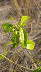 Tabernaemontana coffeoides