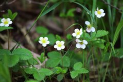 Fragaria nipponica