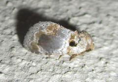 Protarache melaphora