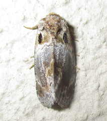 Protarache melaphora