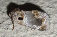 Protarache melaphora