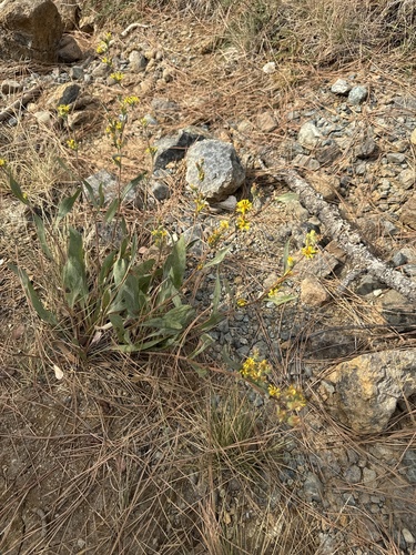 Del Norte Pyrrocoma (Pyrrocoma congesta)