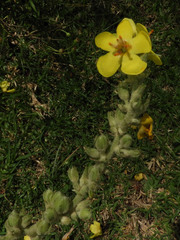 Verbascum sinaiticum