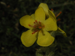 Verbascum sinaiticum