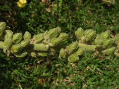 Verbascum sinaiticum