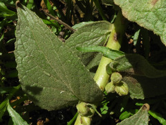 Verbascum sinaiticum