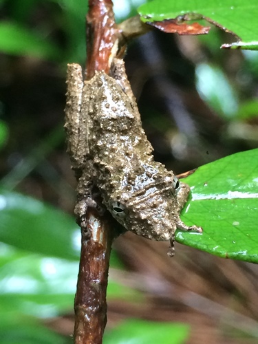 Spix's Snouted Treefrog, Scinax nebulosus