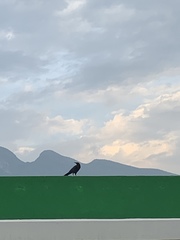 Quiscalus mexicanus