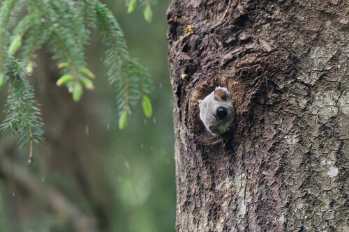 Siberian Flying Squirrel, Estonia, photo 10 of 10