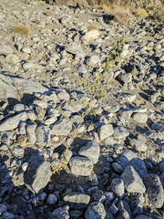 Horsfordia newberryi