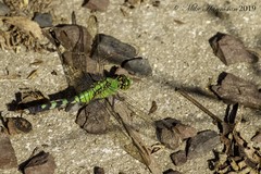 Erythemis simplicicollis