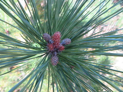 Pinus densiflora