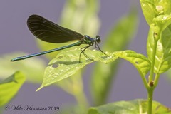 Calopteryx maculata