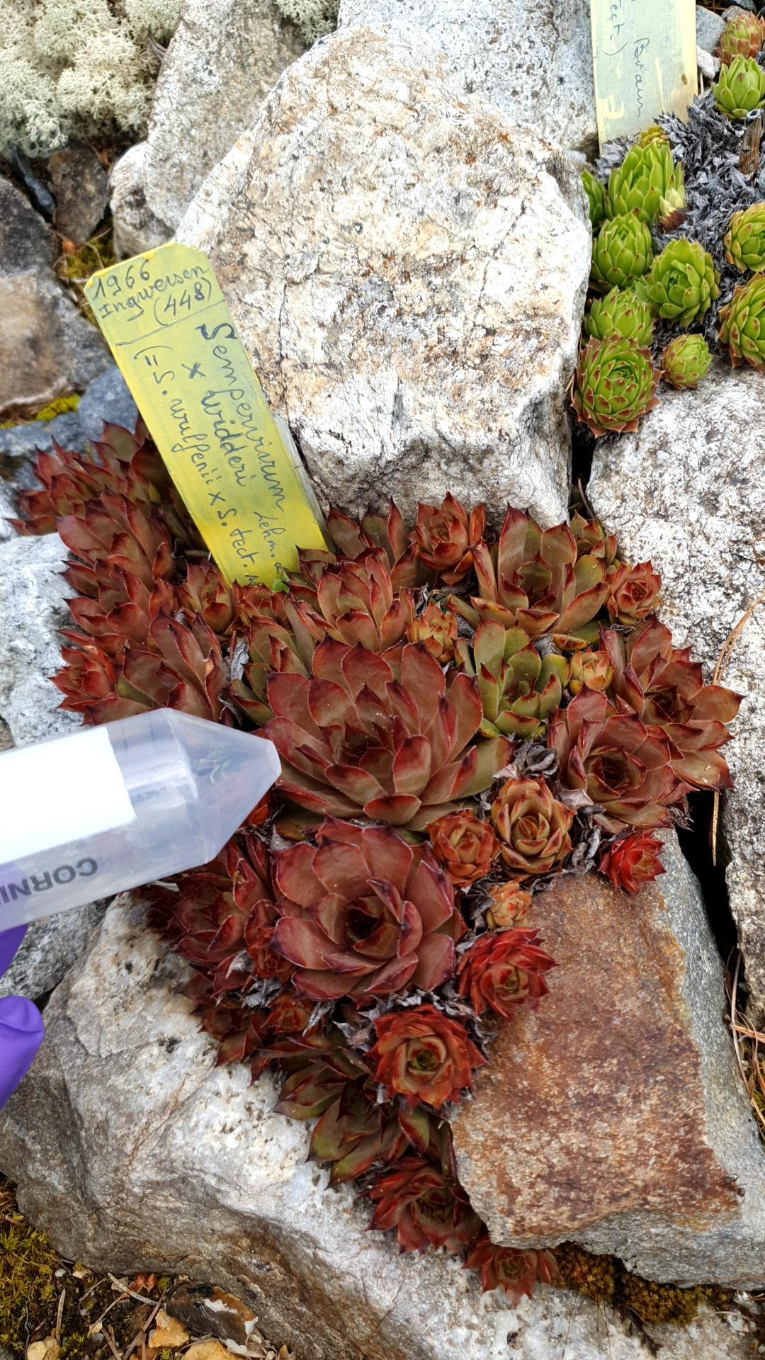 Sempervivum albidum Schnittsp. & C.B.Lehm.
