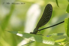 Calopteryx maculata