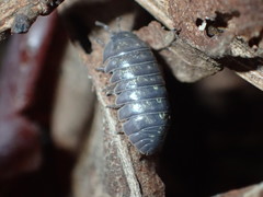 Armadillidium vulgare