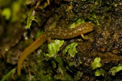 Desmognathus brimleyorum