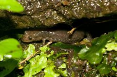 Desmognathus brimleyorum