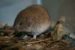 Microtus pinetorum