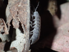 Armadillidium vulgare
