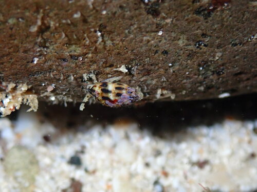 Anachis pygmaea, 2025-07-29