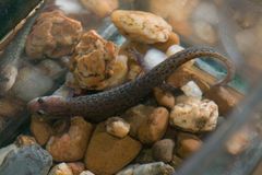 Desmognathus brimleyorum