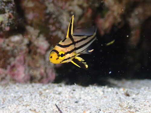 Hoge-hoed-omber (Pareques viola) — Sciaenidae — 2