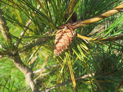 Pinus densiflora